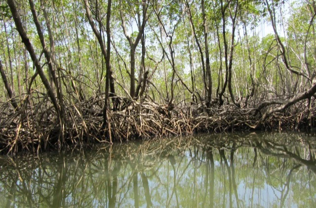 Park National Los Haitises mangrove 2